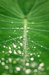 Close-up Of A Leaf And Water Drops Stock Photo