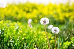 Close-up Of Beautiful Garden Flowers Field A Little Flowers Background Stock Photo