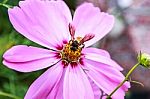 Close Up Of Bee On Cosmos Flower Stock Photo