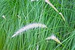 Close-up Of Blade Ofgreen Grass In Summer Stock Photo