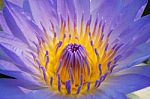 Close Up Of Lotus Flower Stock Photo