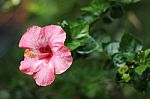Close Up Of Pink Hibiscus Flower Stock Photo