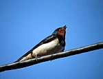 Close-up Of Swallow Stock Photo