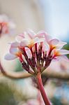 Close Up Pink Plumeria Flower (frangipani) Stock Photo