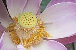 Close Up Pink Water Lily Flower Stock Photo
