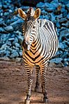 Close-up Portrait Of A Zebra Animal At Zoo Stock Photo