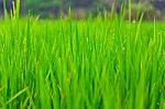 Close Up Rice Fields Stock Photo