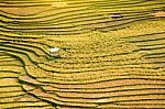 Close Up Rice Fields On Terraced Of Yellow Green Rice Field Landscape Stock Photo