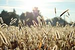 Close Up Wheat/grass Field Stock Photo
