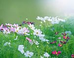 Close Up White Cosmos Flowers Field In The Park With Green Soft Stock Photo