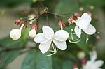 Close Up White Lovely Flower(clerodendrum Wallichii, Clerodendru Stock Photo