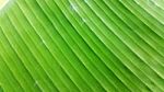 Closed Up Banana Leaf Stock Photo