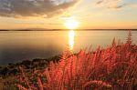 Closeup Grass At Sunset Beauty Landscape Background Stock Photo