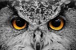 Closeup Of Owl Face ,carnivorous Bird With Amber Eyes Stock Photo