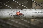 Closeup Red Bug On Metal Fence Stock Photo