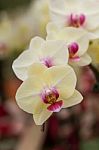 Closeup White Butterfly Orchids Stock Photo