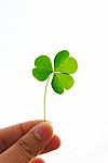 Clover Leaf Stock Photo