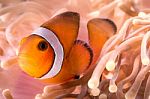 Clownfish With Sea Animone In Andaman South Of Thailand Stock Photo