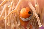 Clownfish With Sea Animone In Andaman South Of Thailand Stock Photo