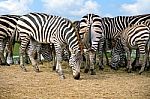 Cluster Of Zebra On Dry Grassland Stock Photo