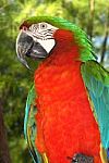 Cocky Parrot Stock Photo