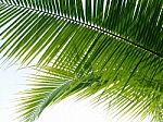Coconut Leaf Background Stock Photo