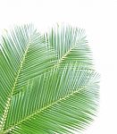 Coconut Leaf Isolated On White Background Stock Photo