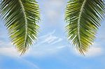 Coconut Palm Leaves On Cloud Background Stock Photo