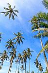 Coconut Palm Trees And Blue Sky Stock Photo