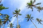 Coconut Palm Trees And Blue Sky Stock Photo