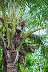 Coconut Tree Stock Photo