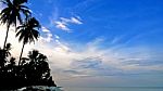 Coconut Tree On The Island Stock Photo