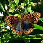 Colorful Butterfly Stock Photo