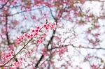 Colorful Flower Wild Himalayan Cherry   In Spring Time For Backg Stock Photo
