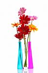 Colorful Gerbera Flowers Stock Photo