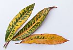 Colorful Leave Pattern On White Background Stock Photo