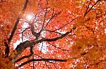 Colorful Maple Tree In Autumn Stock Photo