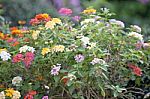 Colorful Of Lantana Flowers Stock Photo