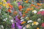 Colorful Of Lantana Flowers Stock Photo