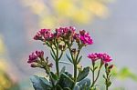 Colorful Small Flowers Of Kalanchoe Blossfeldiana Stock Photo