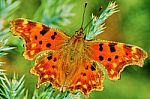 Comma Butterfly (polygonia C-album) Basking In The Sun Stock Photo