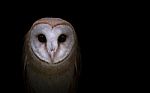 Common Barn Owl In The Dark Stock Photo