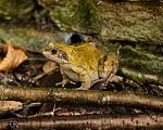 Common Frog Or Rana Temporaria Stock Photo