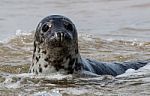 Common Seal Stock Photo