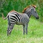 Common Zebra Stock Photo