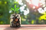 Concept Money And Small Tree In Jar And Sunshine Stock Photo