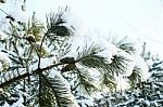 Cones On A Branch In The Snow Stock Photo