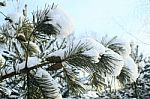 Cones On A Branch In The Snow Stock Photo