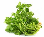 Coriander Stock Photo