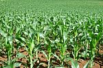 Corn Field Stock Photo